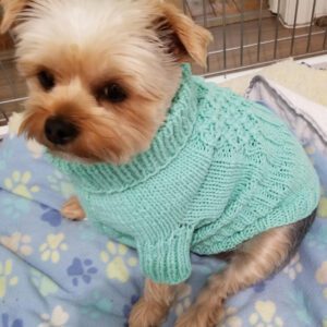 A dog wearing a knitted sweater