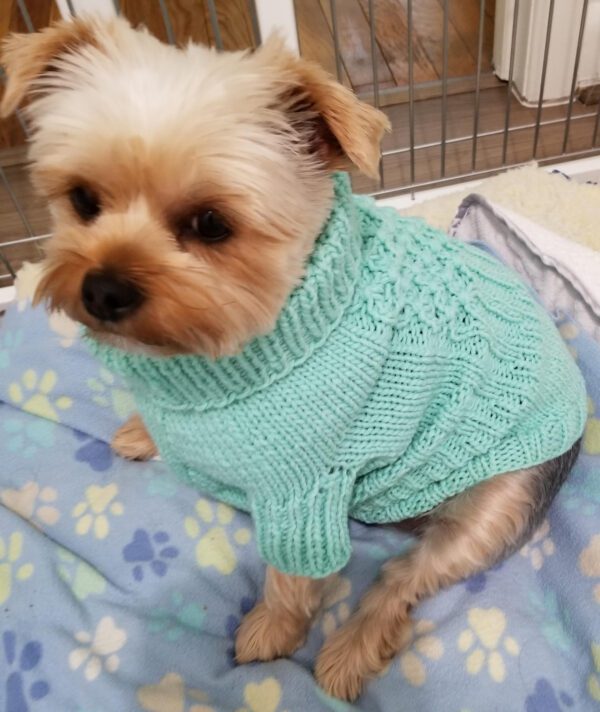 A dog wearing a knitted sweater